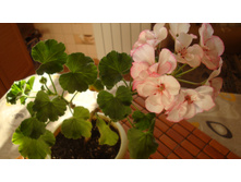 Picotea Pink(������)