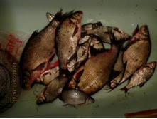 ������� 13.08.2013.JPG