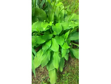 �����,  80�.