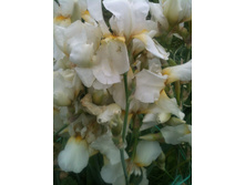 ����������� 014.jpg