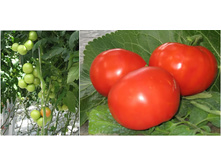 ������� ���� 35 ���..jpg