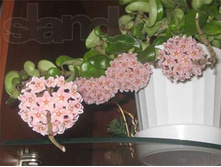 Hoya compacta- ������ �������� ..