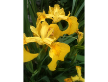 ����������� 008.jpg