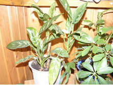 ���������-����