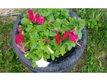 IMG 20150617 192326.jpg