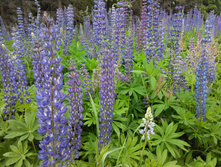 IMG 20150613 134729.jpg