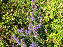 P1020839.JPG �����  35�