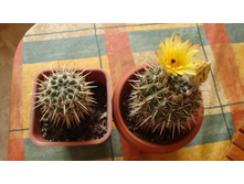 ������� mammilossa spp.submammilossa