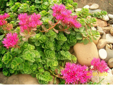 ������ ������� ���� 50 ���.jpg