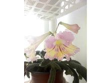 IMG 20150620 141231.jpg