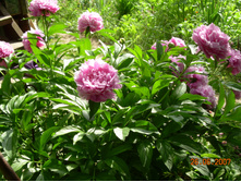 19.06.07 ����� 003.jpg