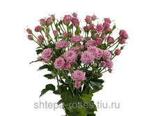 ������ ���� (Silver Bell) - �����, Interplant, ���������