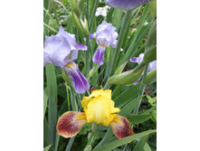 20150602 143326 Richtone(HDR).jpg