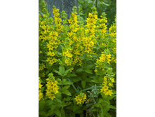 ��������� ��������