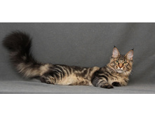 Mancura Joy - 5 �������