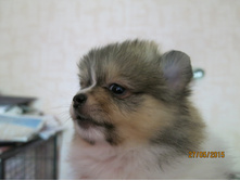 ������ 007.JPG