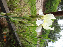 ���� ������-������. ���� 50�