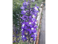 20150620 181900 Richtone(HDR).jpg