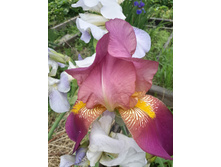 20150602 143307 Richtone(HDR).jpg