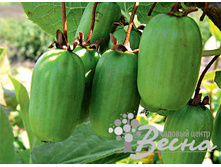 ��������� ��������� ������ �������