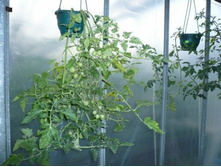 ��������� ���. ����