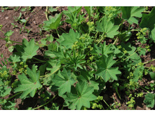 �������� ������ 50 ���