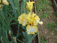 Crem D`Or.JPG