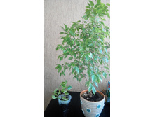 ����� �����