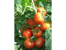 ������� 25 ���. ������������������ ������