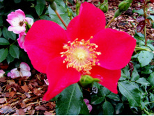 ����� ����