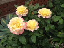 ���� Aquarell