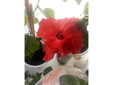 IMG 20150621 084550.jpg