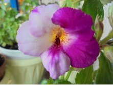 DSC00515.JPG