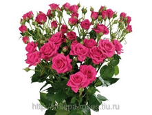 ����� ����� (Lovely Lydia) - �����