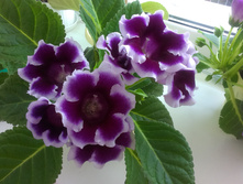 IMAG0763.jpg