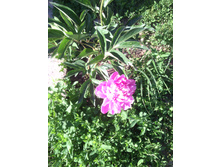 ���� �����