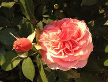Abraham Darby