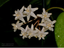 Hoya cagayanensis- ������ �������� ....