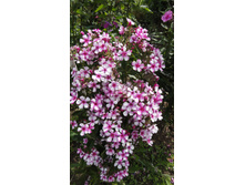 ����� ���� �����