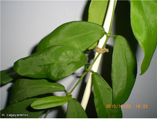 Hoya cagayanensis- ������ �������� �������� ....