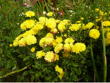 P1020829.JPG ���������� ������ 80�.