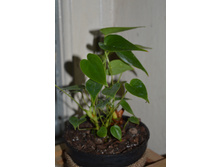 ����� ���������