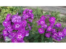 ����� ������ ����