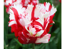 ������� ��������� 119,35�.jpg