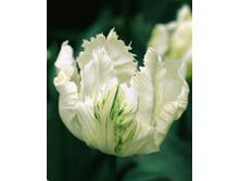 ���� ������ 154�.png