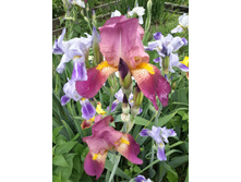 20150602 143229 Richtone(HDR).jpg