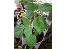 ���� ������������