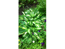 ����� ����� ���������, 150 �.