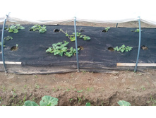 IMG 20150626 142520.jpg