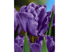 ������� ��� ������ 138,6�.jpeg